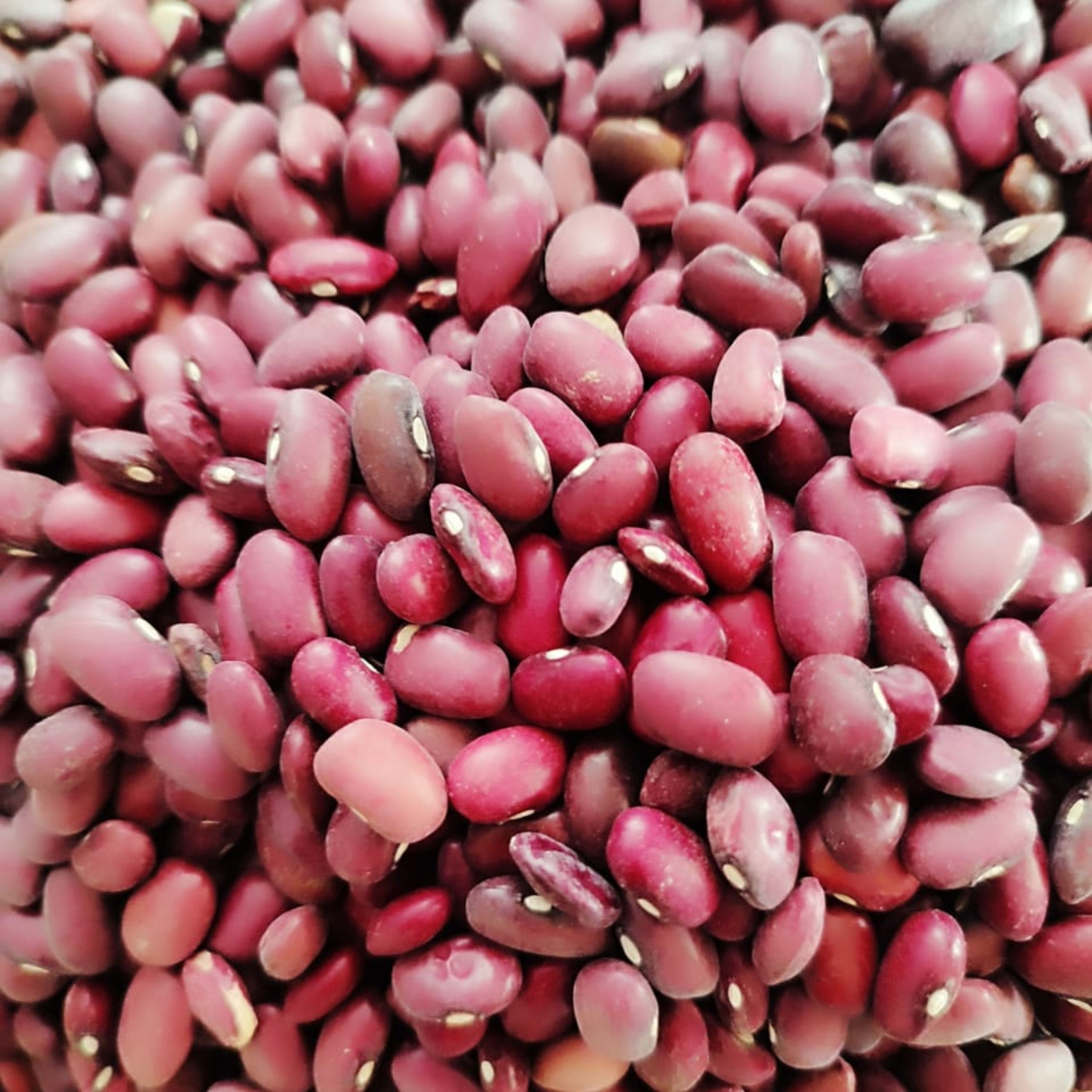 لوبیا قرمز 1 کیلویی-تهران