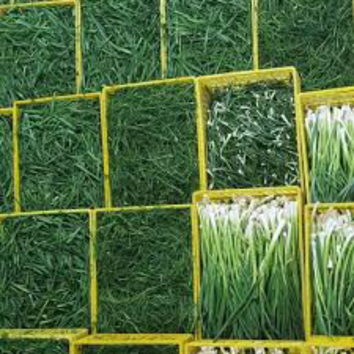سبزی تازه اسفناج خورد شده