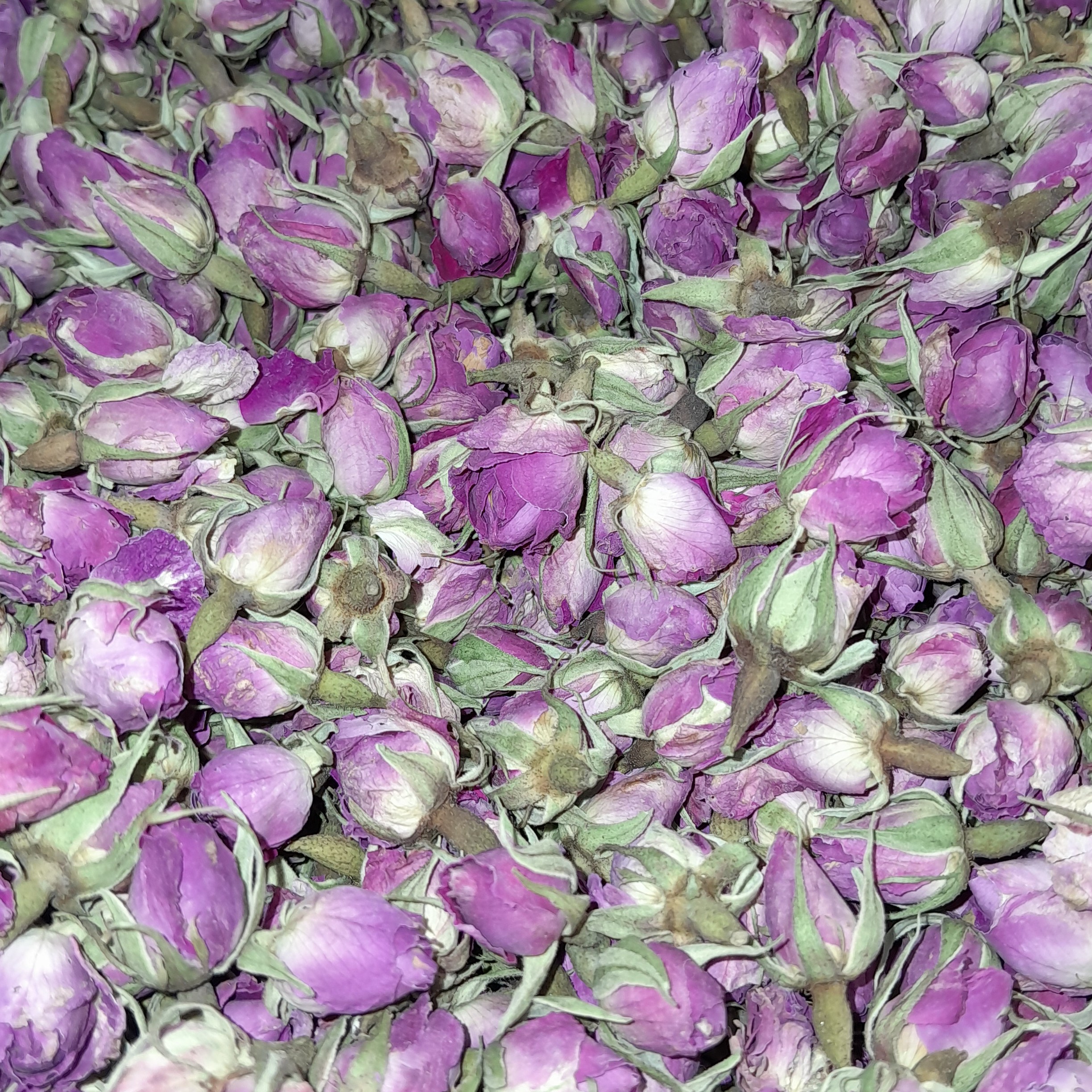 گل محمدی غنچه لاله زار کرمان