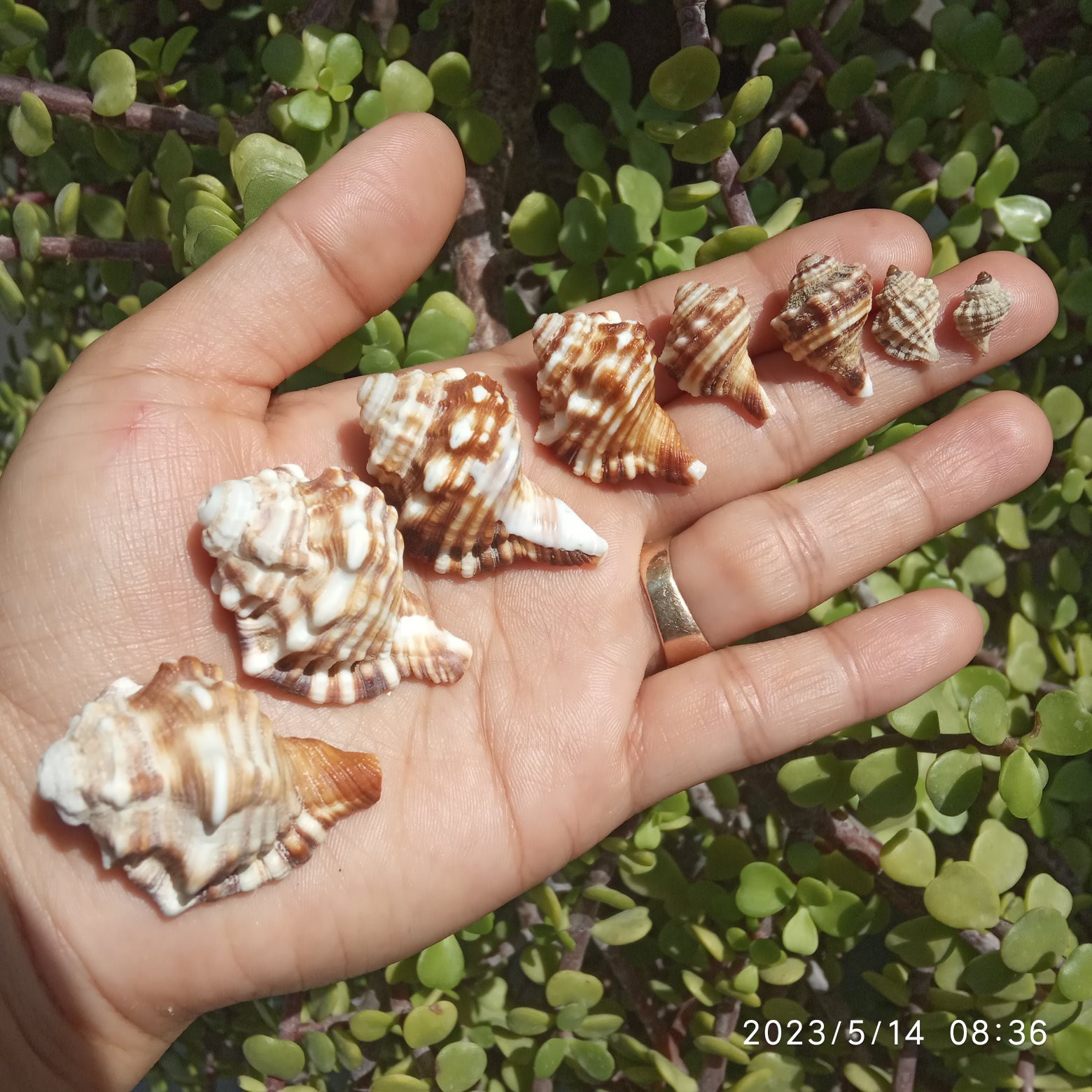 صدف دریا (پک 8 عددی)