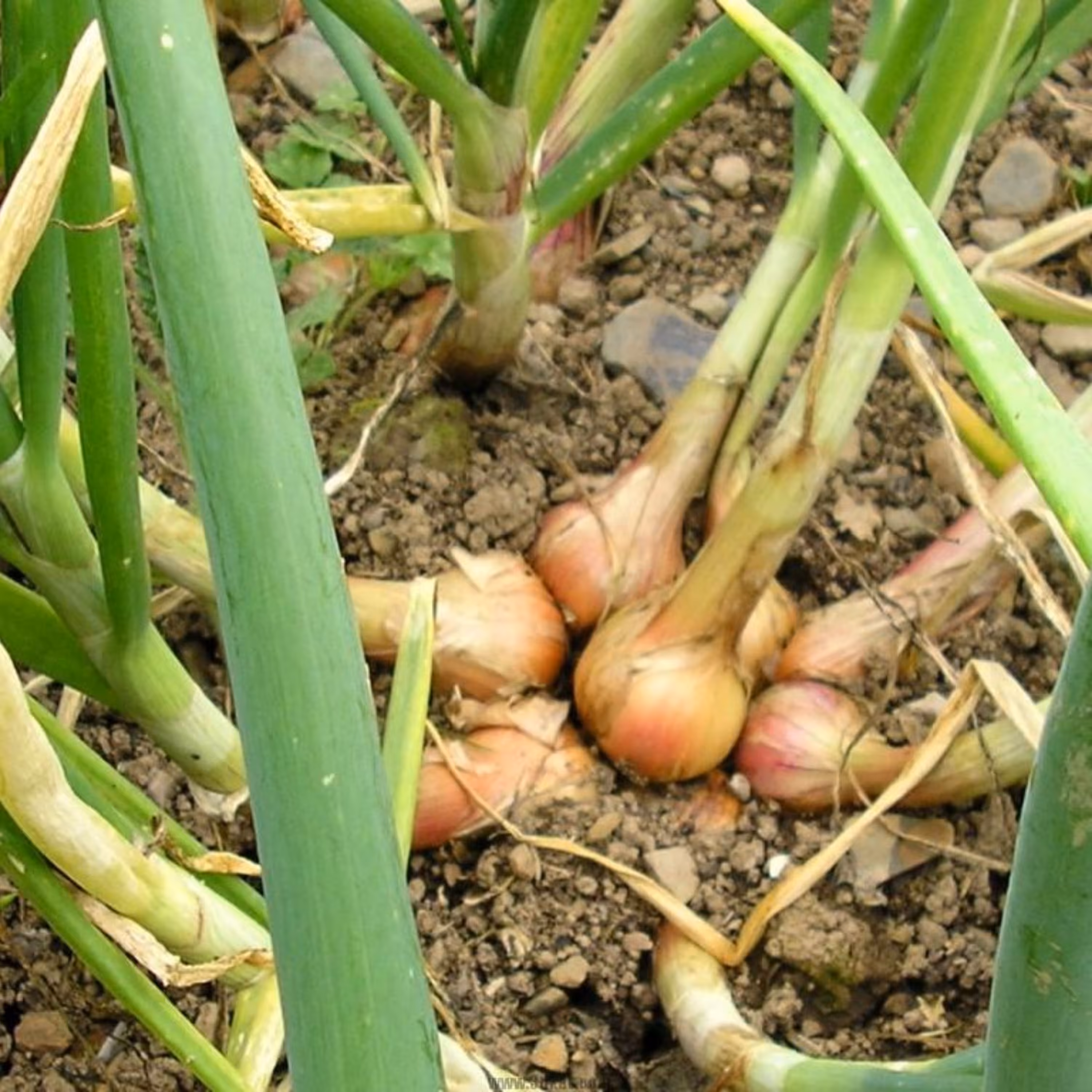 بذر موسیر 1گرمی