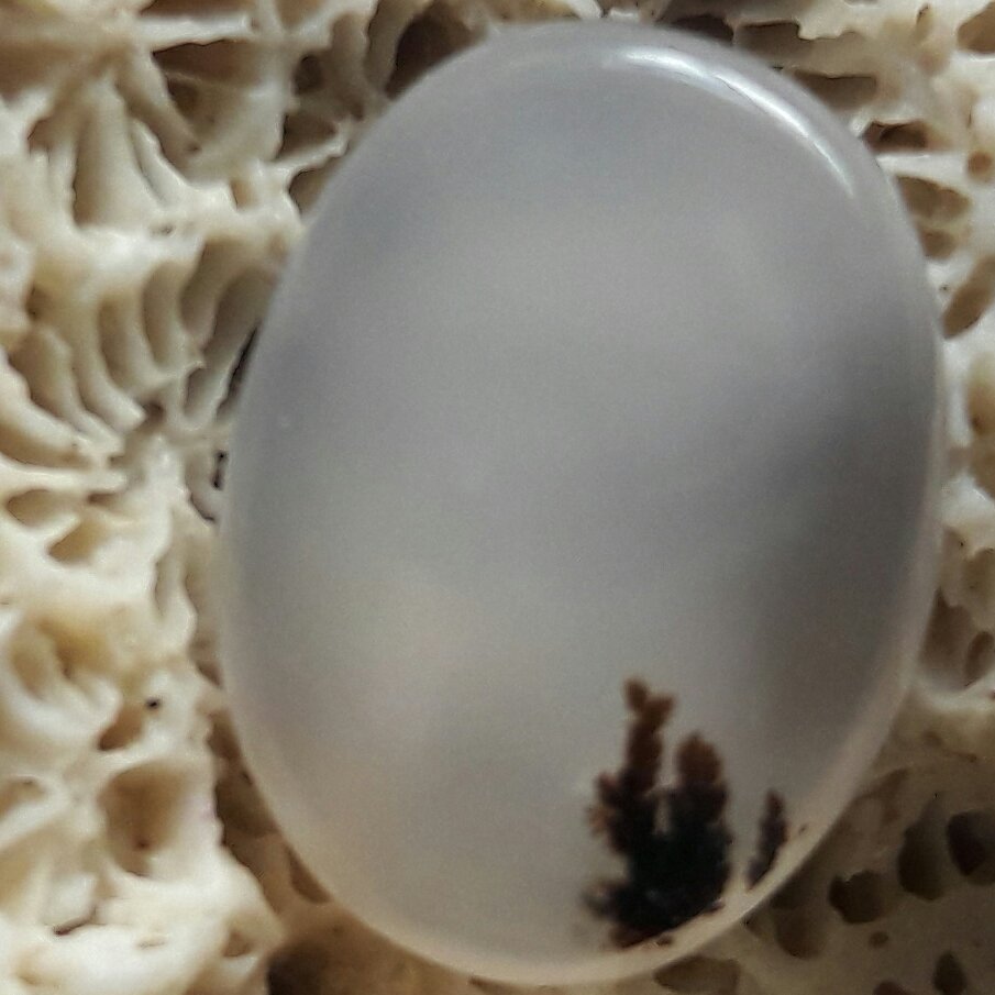 نگین شجر سیاه قائنات لونه زنبوری بی نظیر