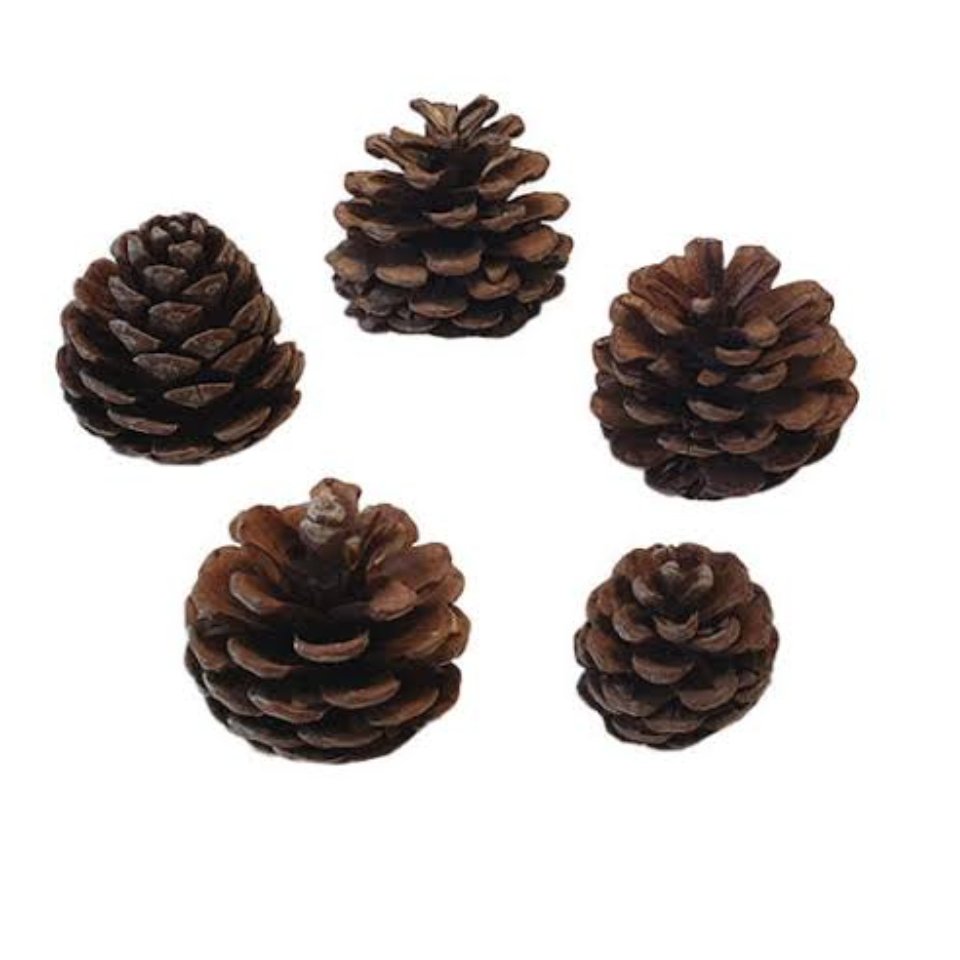 میوه کاج تزئینی سایز متوسط بسته 50 عددی