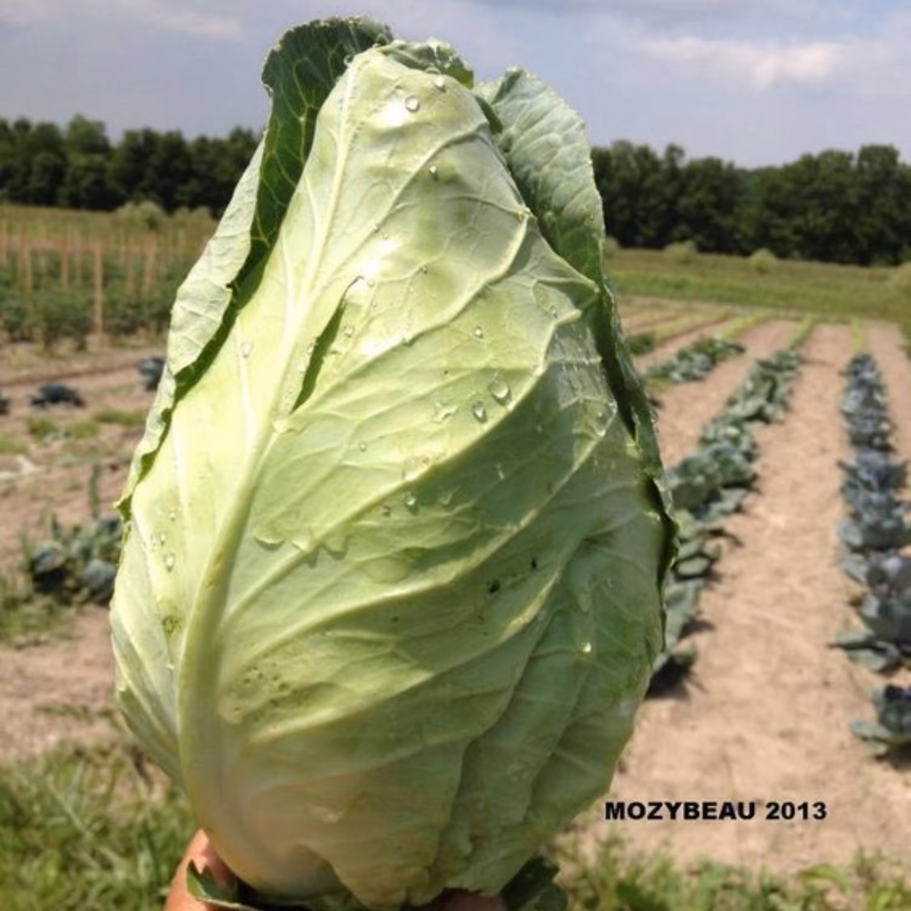 بذر کلم برگ سبز استوانه ای جرسی بسته 25 عددی