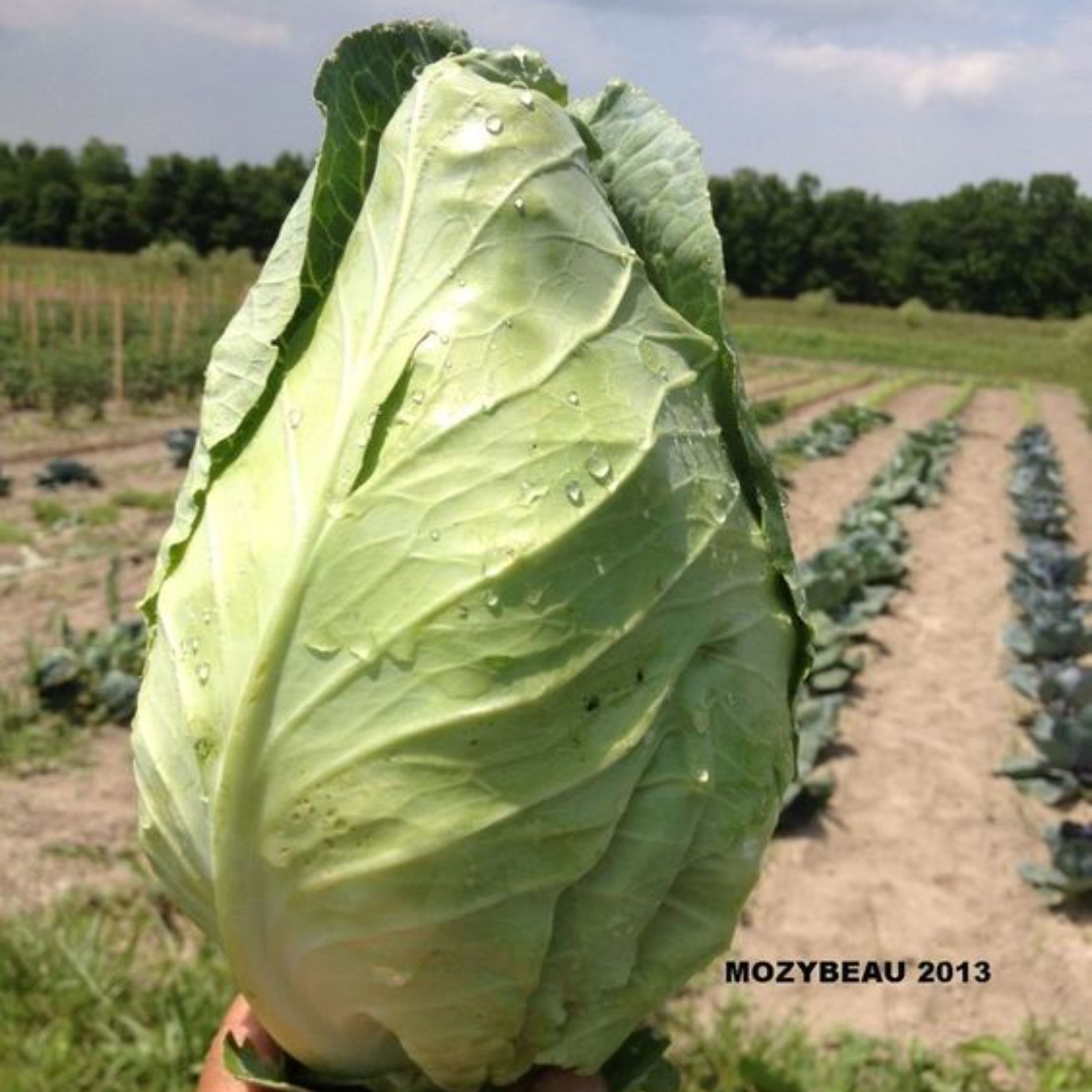 بذر کلم برگ سبز استوانه ای جرسی بسته 25 عددی