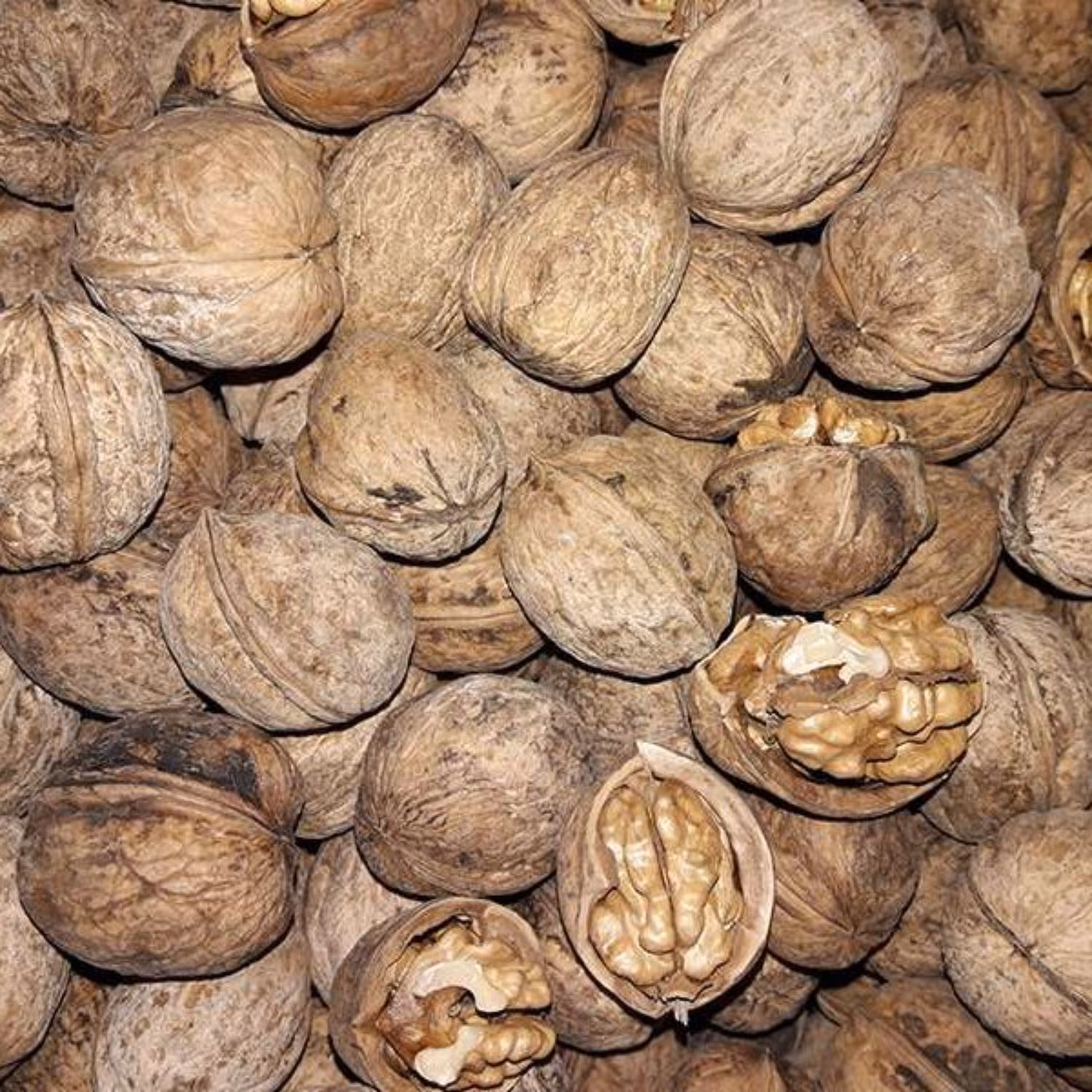 گردو پوست کاغذی اعلا  خوانسار یک کیلویی