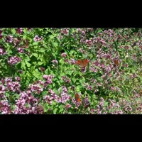 آویشن وحشی کوهی اعلاء صادراتی  بلوچستان به شرط کیفیت و عطر بی نظیر پخش بو بسیاربالا..خواص بی نظیر  خودرو..بدون دخالت انس