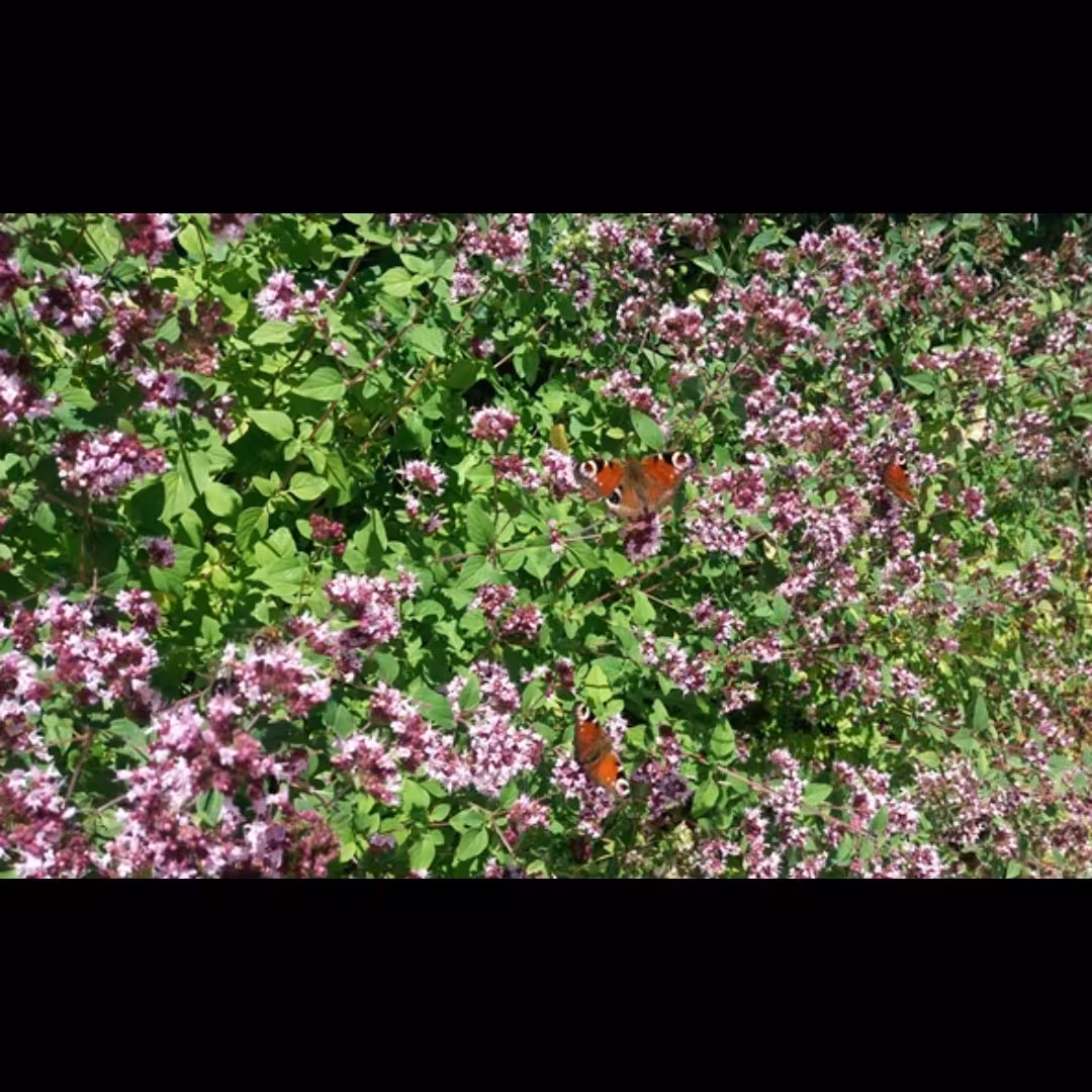 آویشن وحشی کوهی اعلاء صادراتی  بلوچستان به شرط کیفیت و عطر بی نظیر پخش بو بسیاربالا..خواص بی نظیر  خودرو..بدون دخالت انس