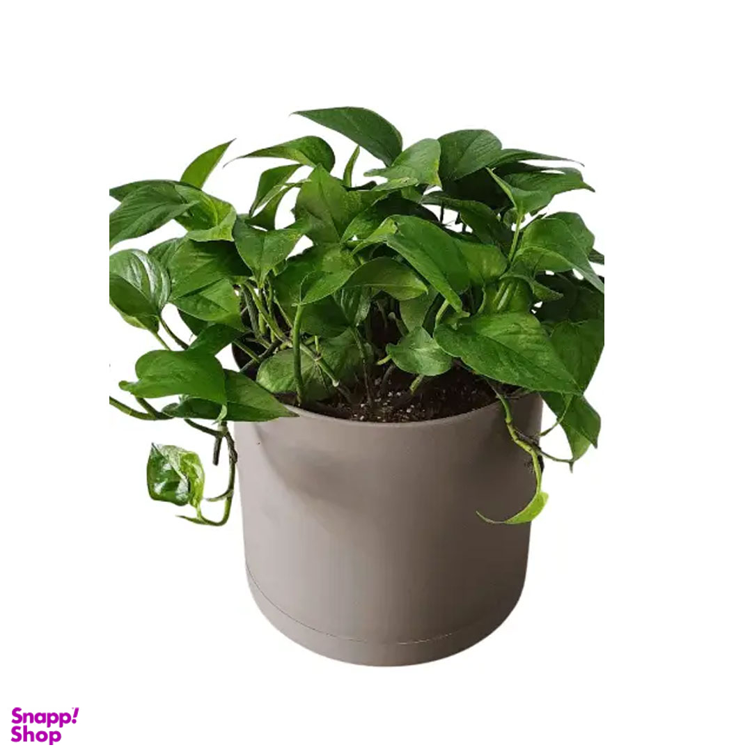 گیاه پتوس کد 001