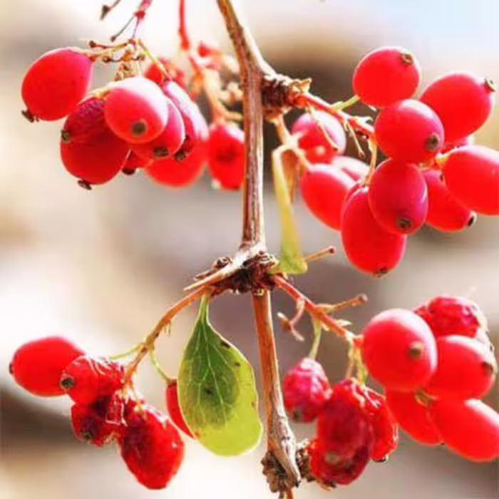 بذر  زرشک وحشی 1 گرمی