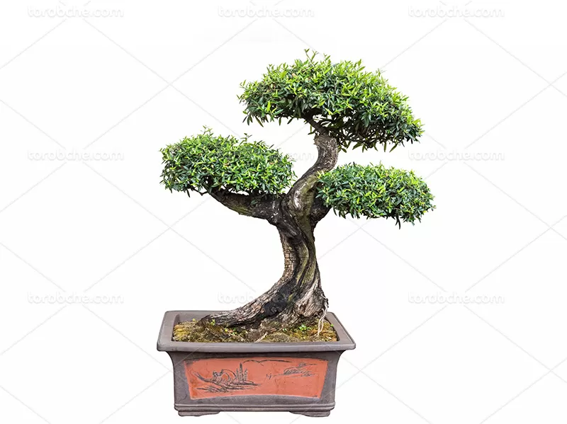 عکس درخت بونسا | گرافیک با طعم تربچه