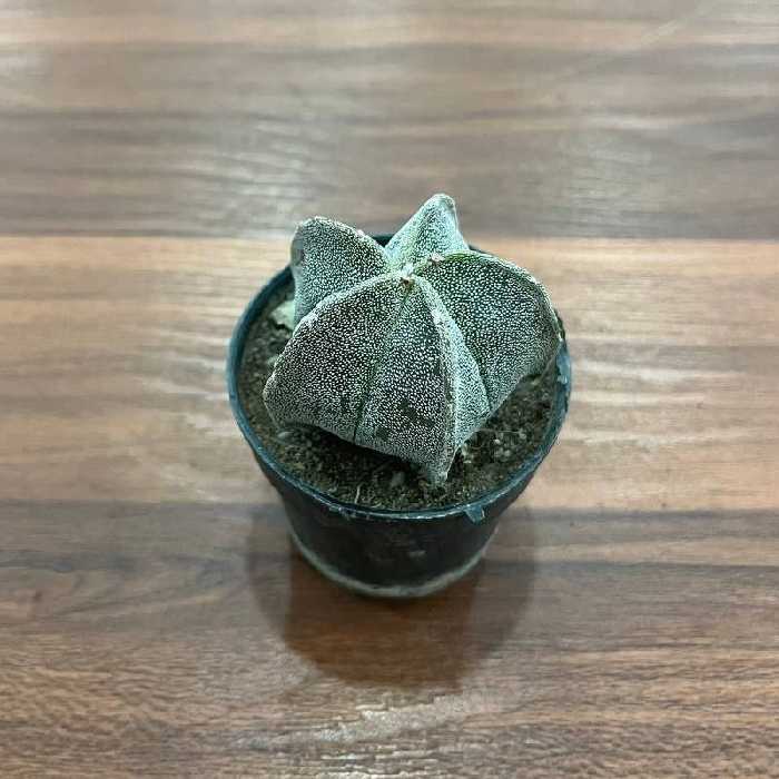 کاکتوس آستروفیتوم گلدان سایز 6