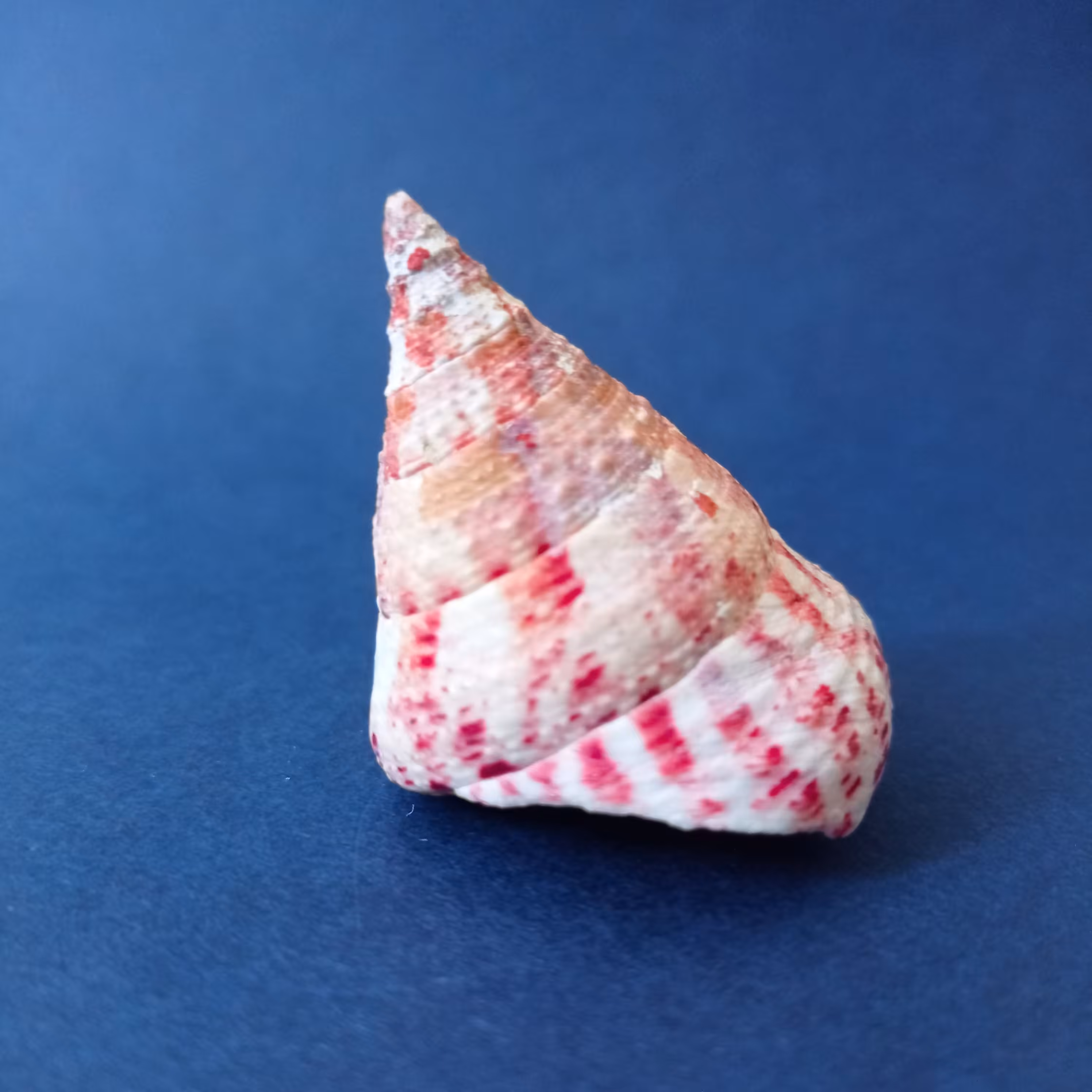 صدف کله قندی یا صدف مخروطی وارداتی رنگ قرمز 