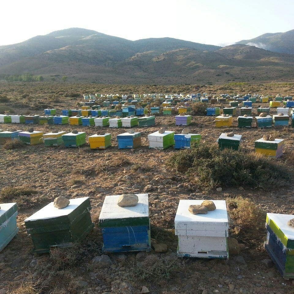 عسل مصرف خانواده یک کیلویی