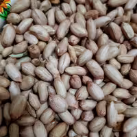 بادام زمینی آستانه اشرفیه خام درشت ومتوسط درهم 500گرم