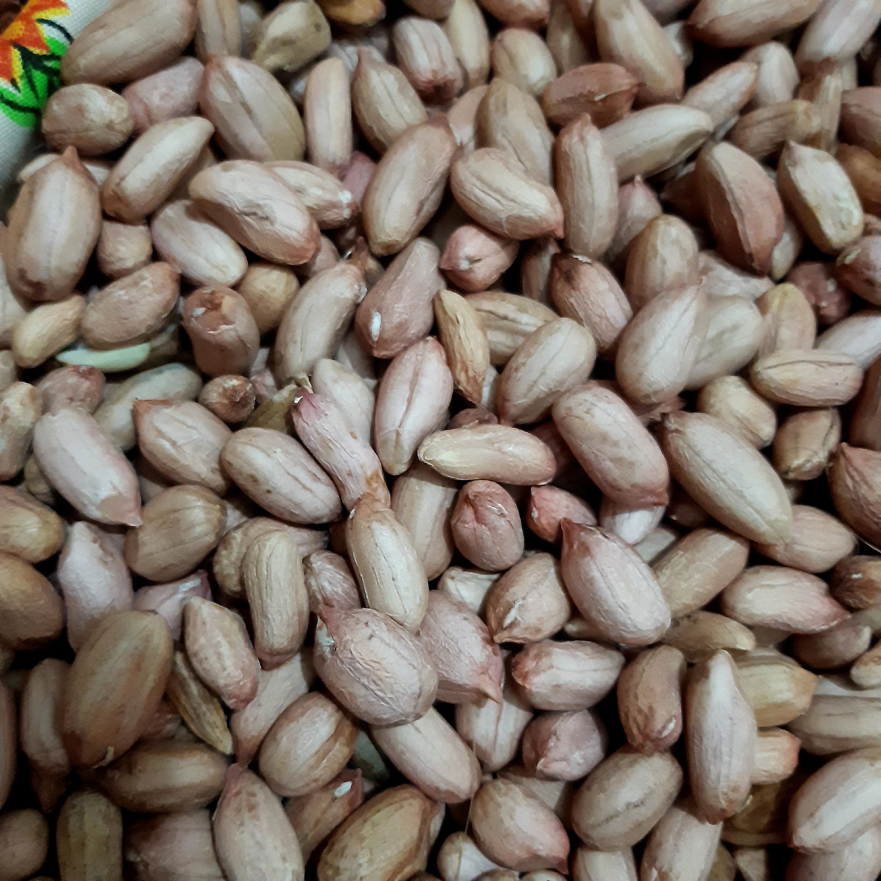 بادام زمینی آستانه اشرفیه خام درشت ومتوسط درهم 500گرم