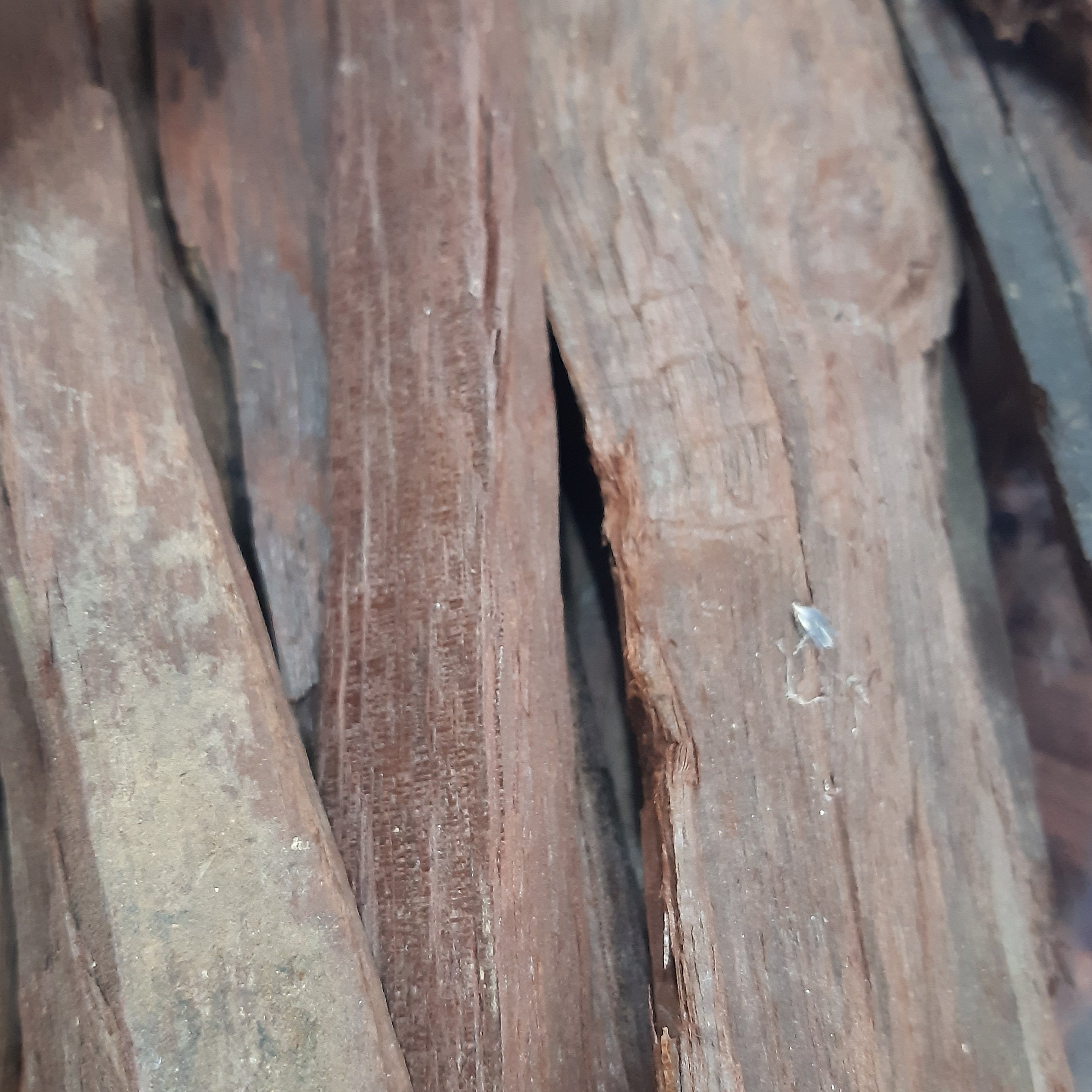 صندل سرخ (500گرم)