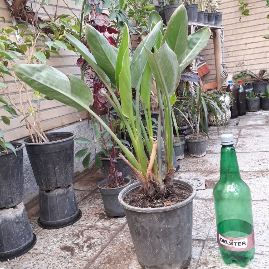 پرنده بهشتی 3 غلافه