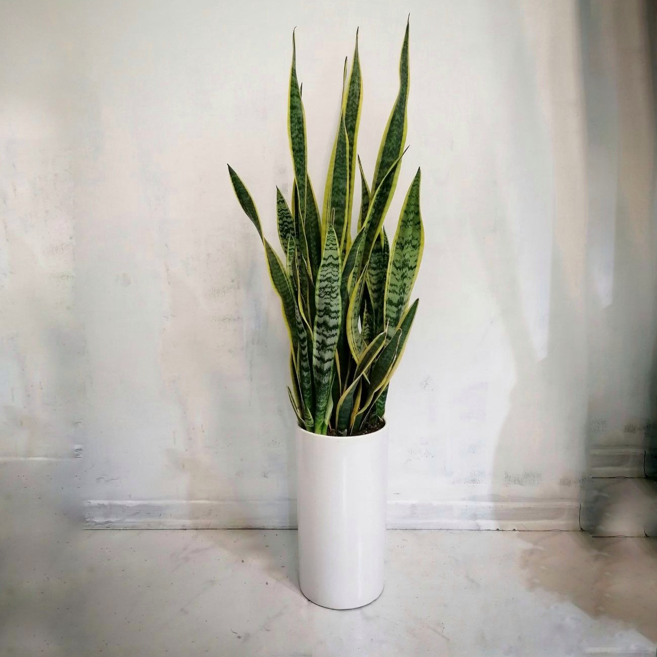 گیاه سانسوریا ابلق با گلدان سرامیکی استوانه ای