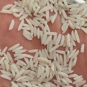 برنج هاشمی دانه بلند بسیار خوش طعم و خوش پخت