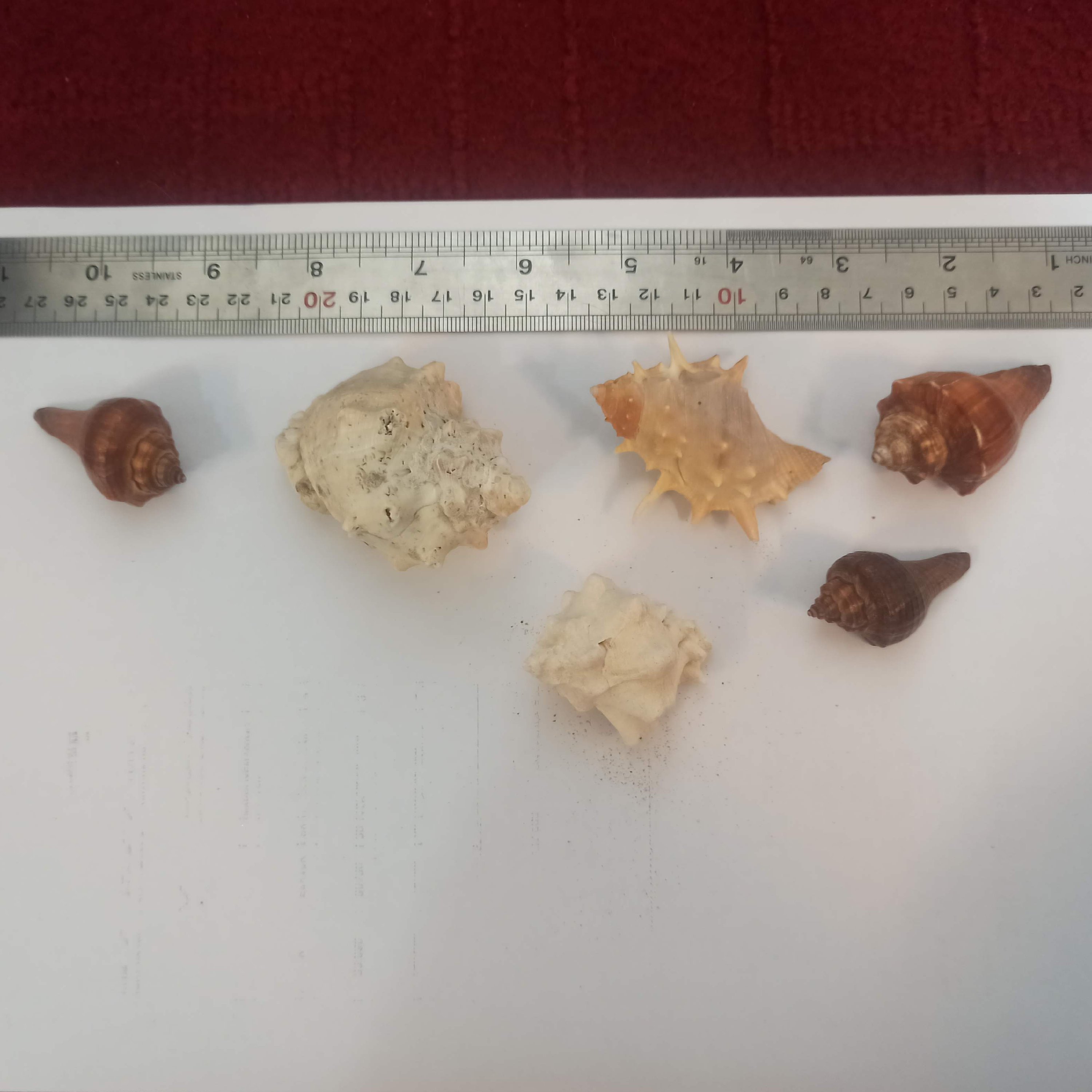 صدف بسته بندی کد 2