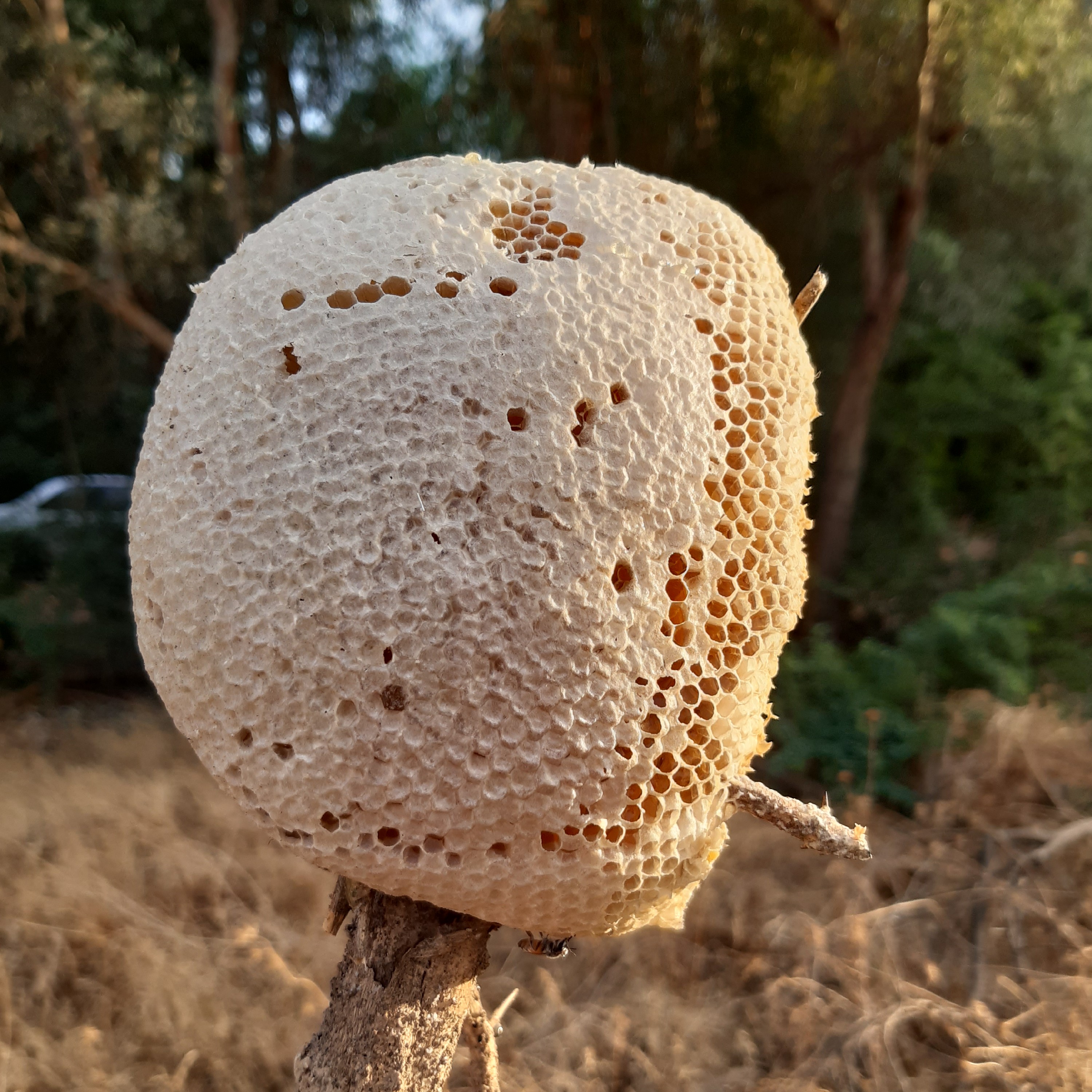 عسل وحشی کنار روی شاخه(یک کیلوگرم)