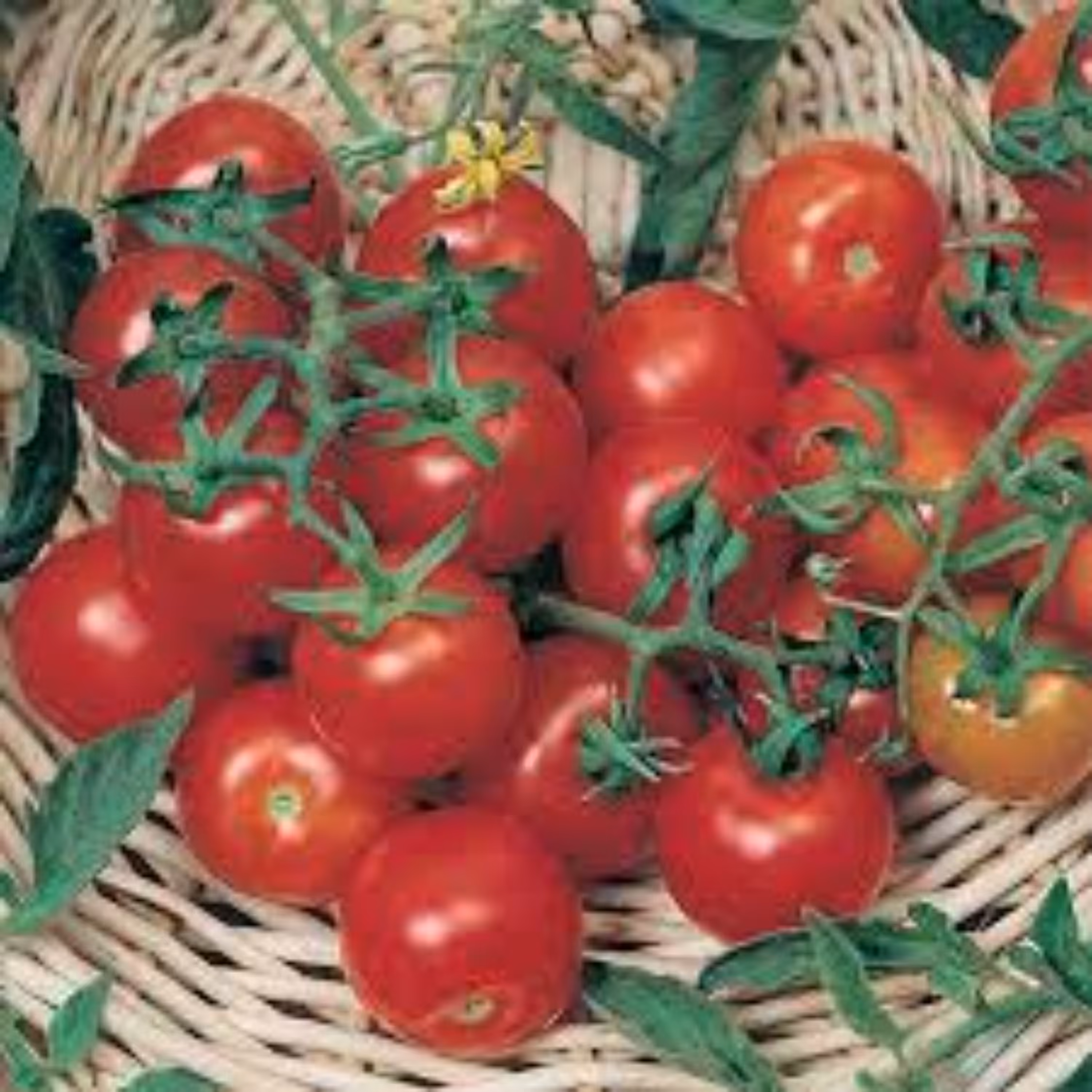 بذر گوجه گیلاسی خوشه ای ریز 20 عددی