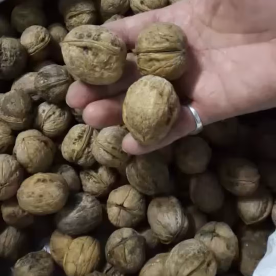 گردو خارجی پوست کاغذی فله توپر فوق اعلا