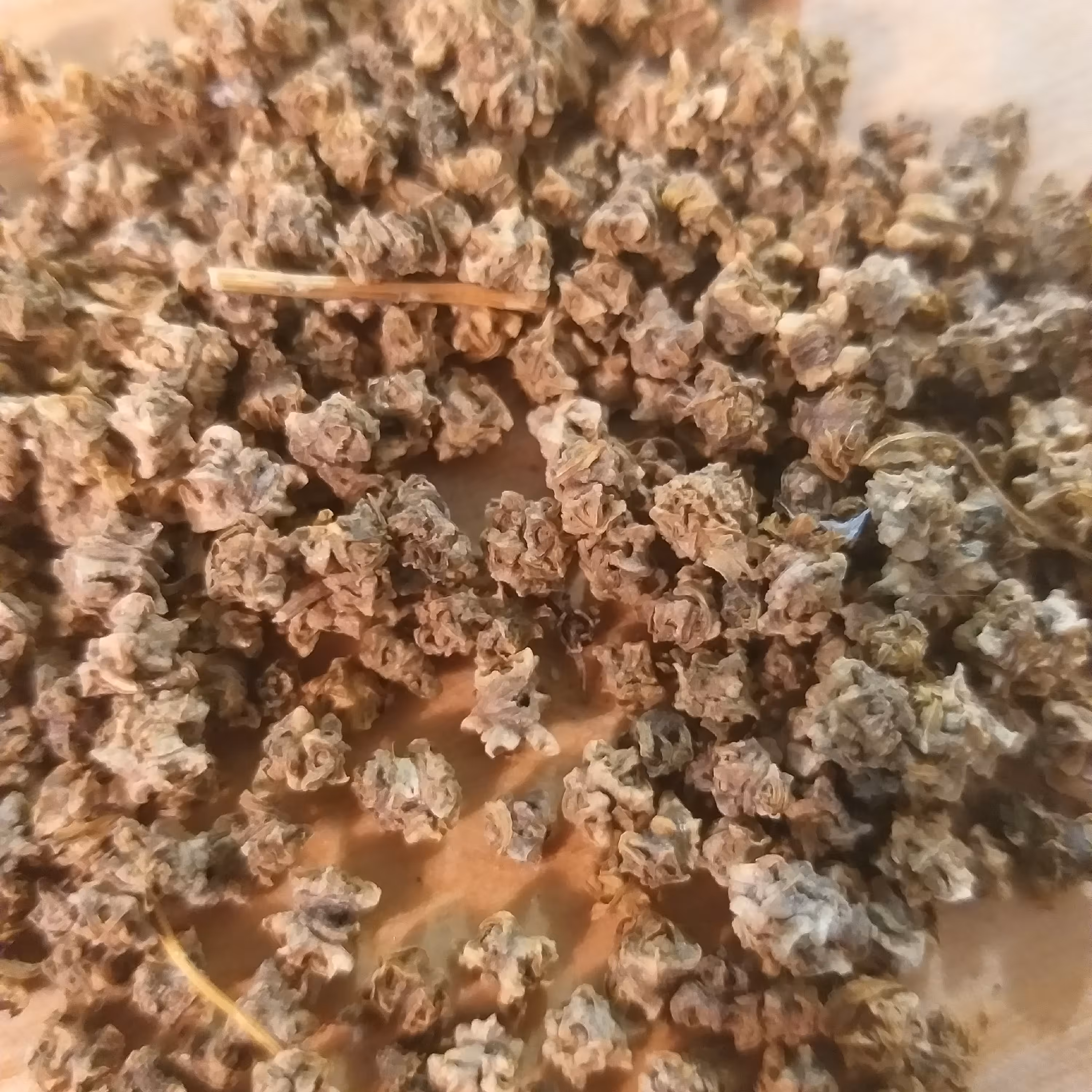بذر چغندر برگ یک پیمانه