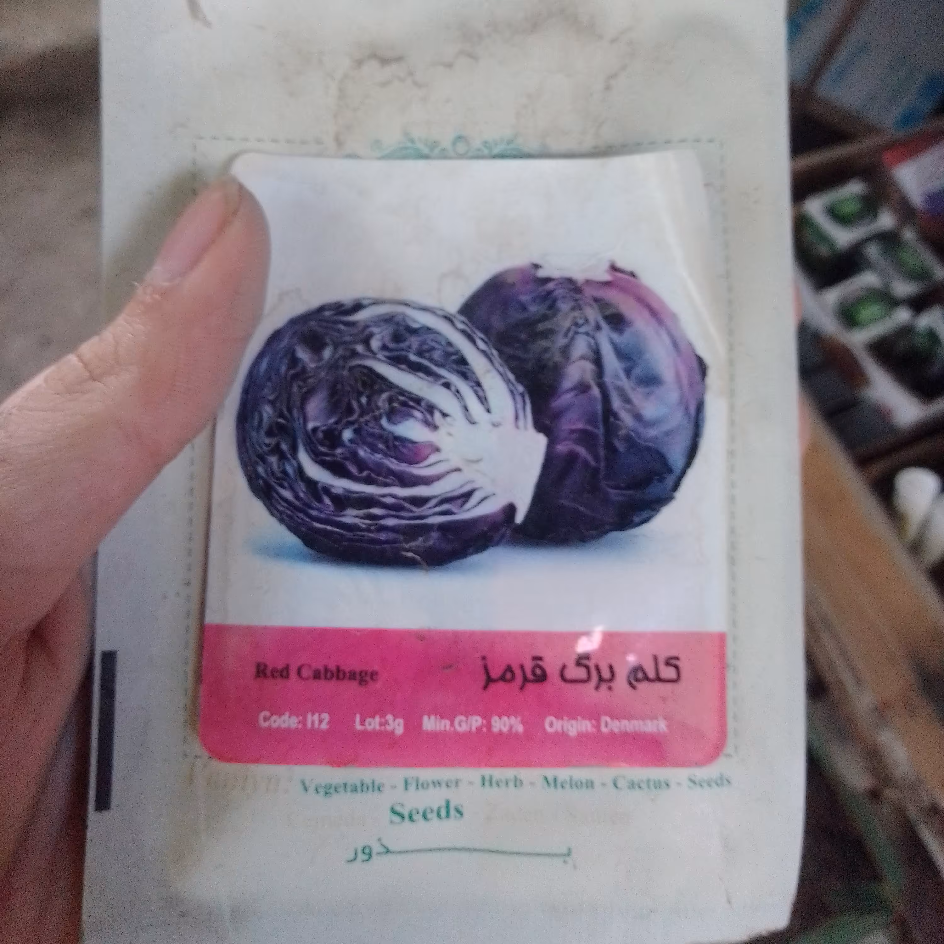 بذر کلم برگ قرمز خارجی