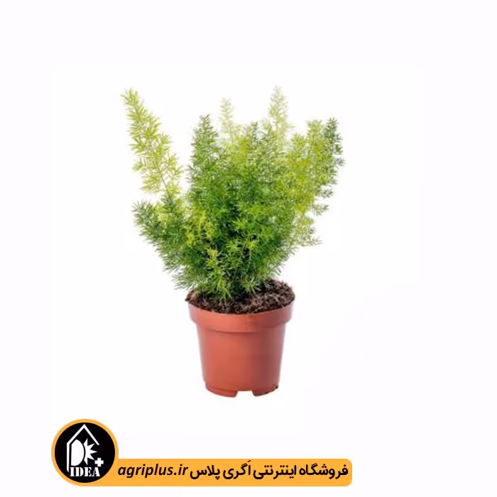 بذر گل دم روباهی Asparagus Meyerii