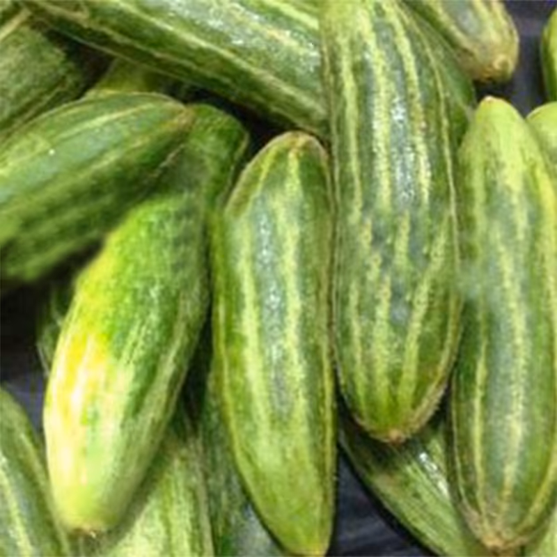 بذر خیار کرک دار 20 عددی