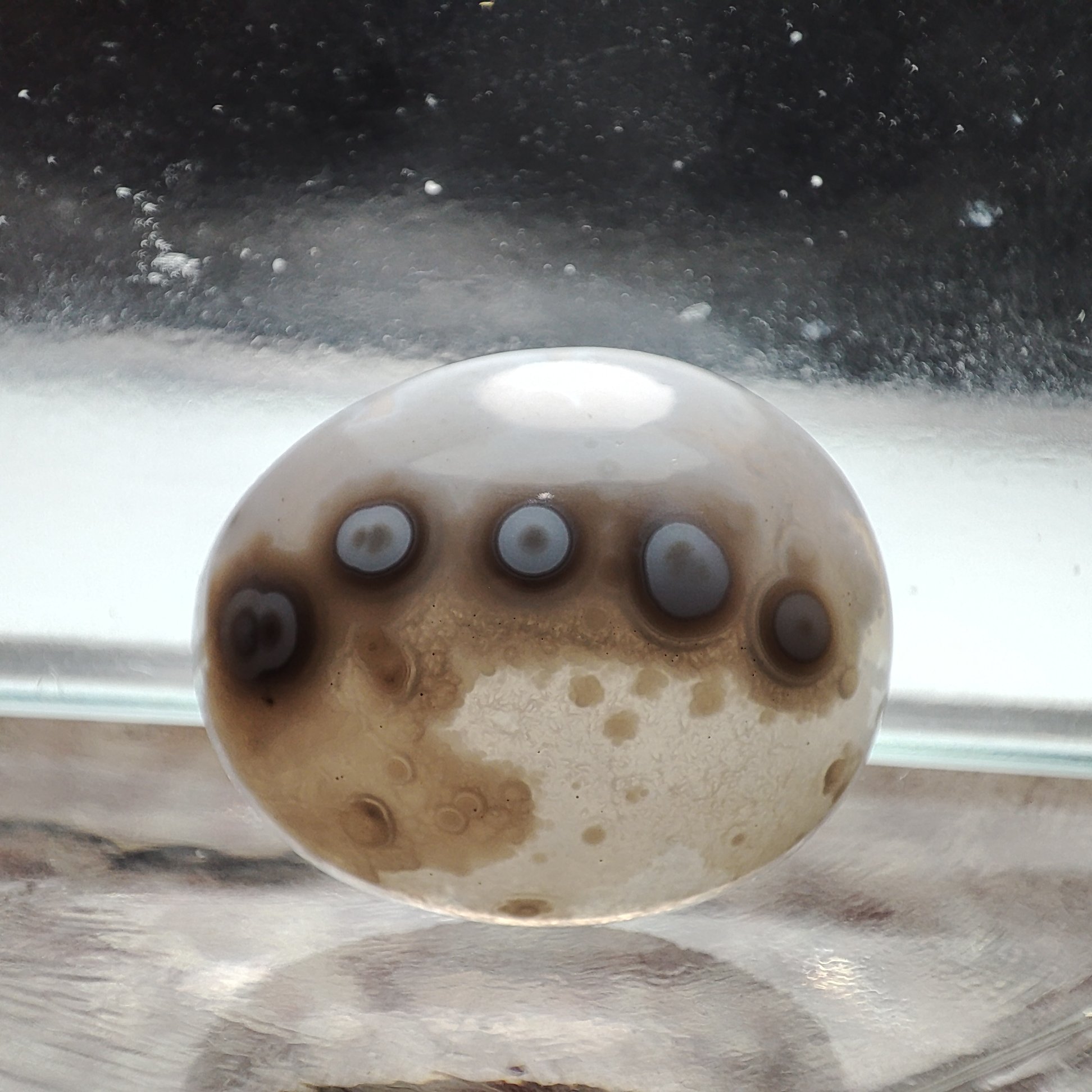 شجر  قائن باباقوری  کد 307