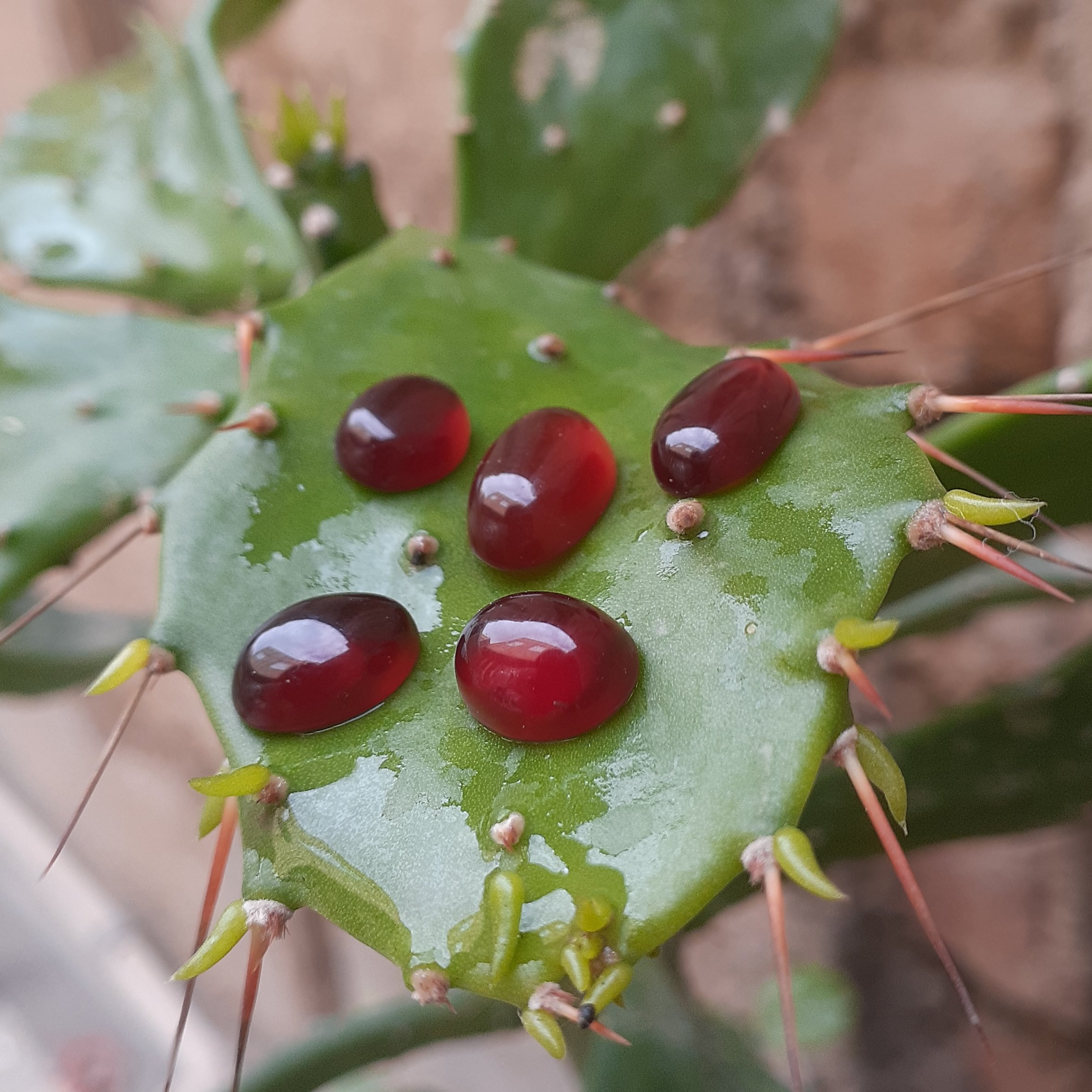 عقیق سرخ(خراسان،5عددباهم)