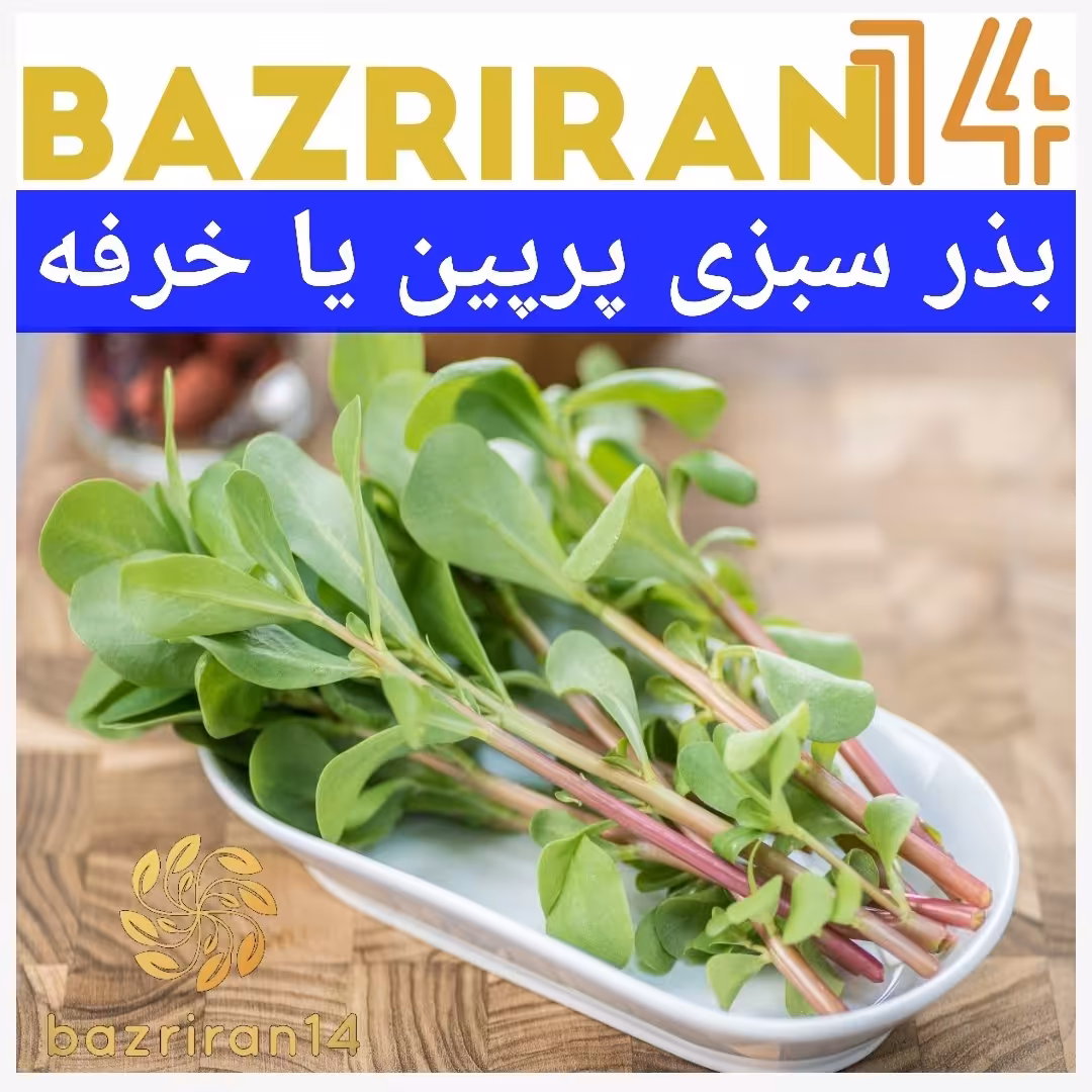 بذر سبزی پرپین یا خرفه
