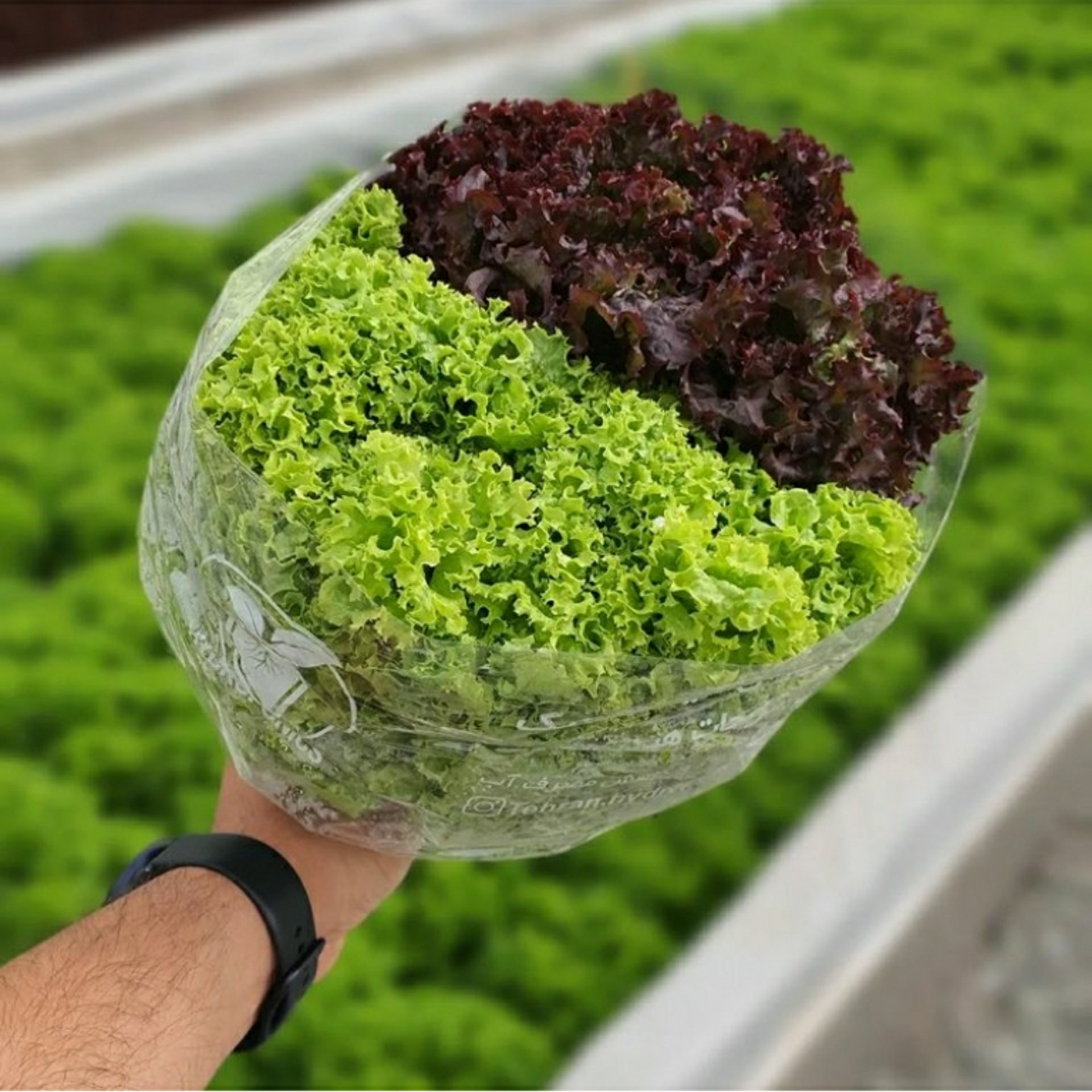 کاهو فرانسوی میکس یک بسته 500+گرم