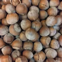 فندق درجه یک تازه درشت پرمغزمغزسفید