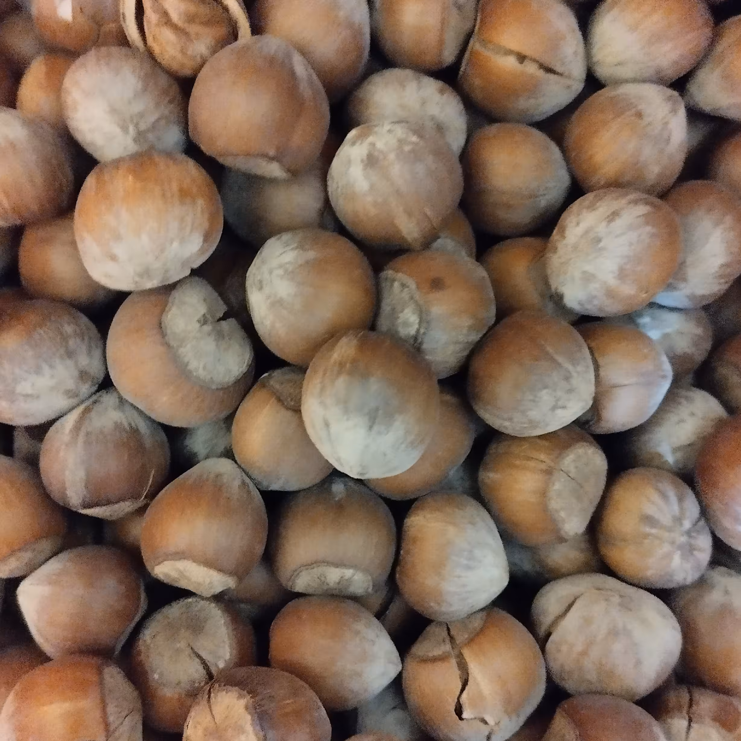 فندق درجه یک تازه درشت پرمغزمغزسفید