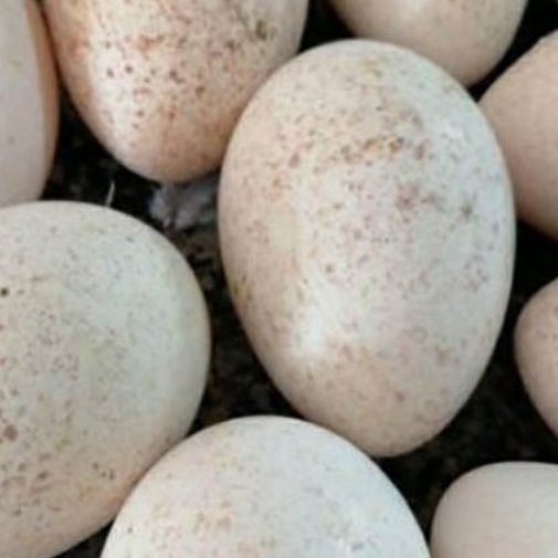 تخم بقلمون محلی (100عددی)