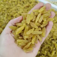 کشمش طلایی قلمی نرم تازه (یک کیلو) بدون هسته