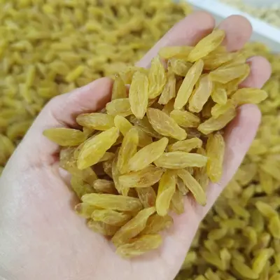 کشمش طلایی قلمی نرم تازه (یک کیلو) بدون هسته