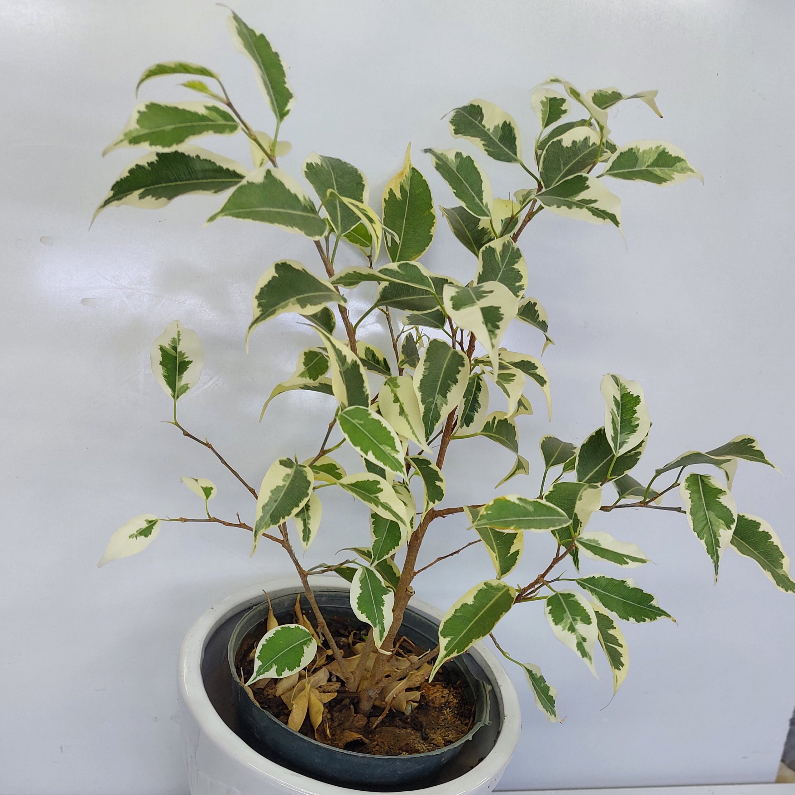 گلدان هدیه درختچه  بنژامین