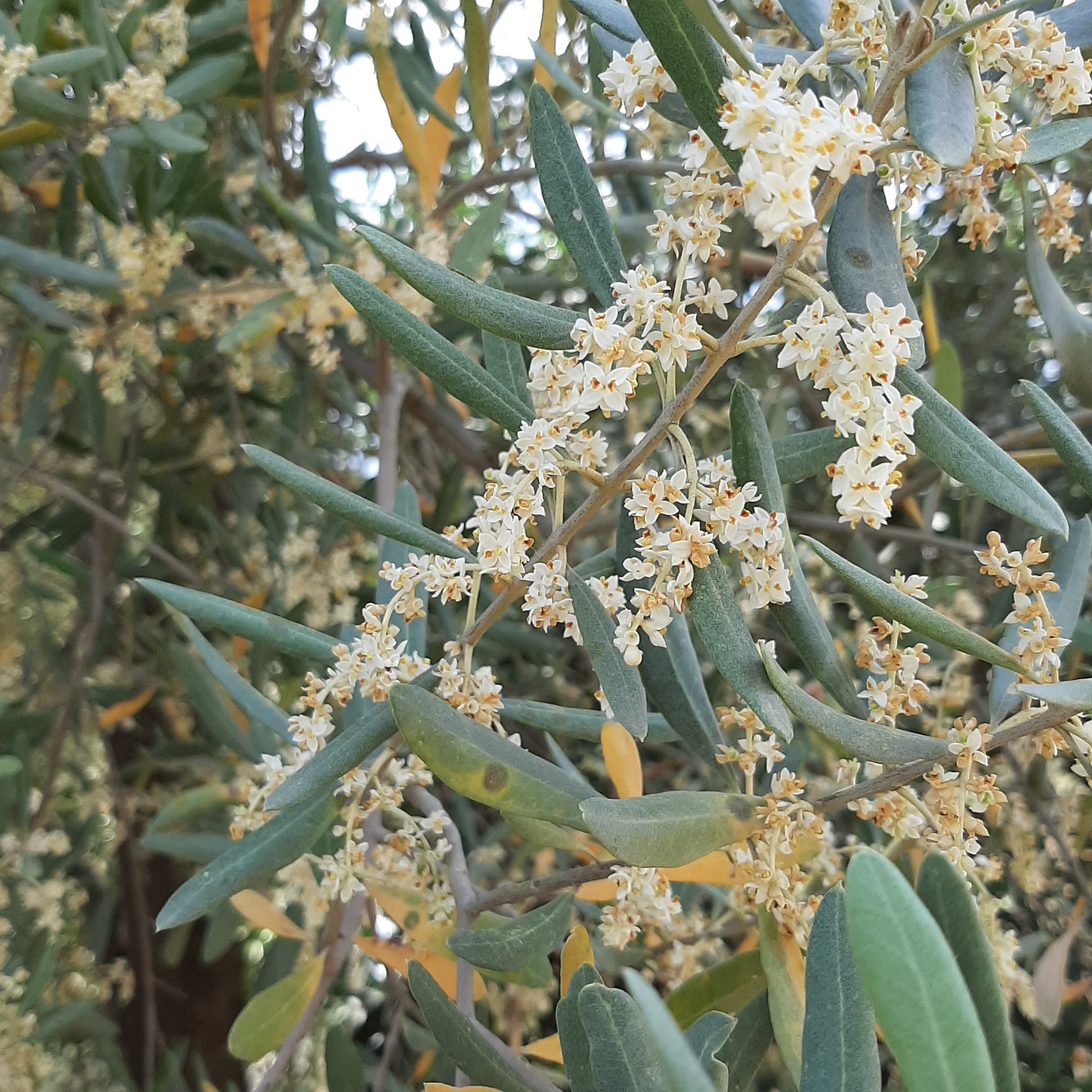 روغن زیتون درجه یک  - فرابکر