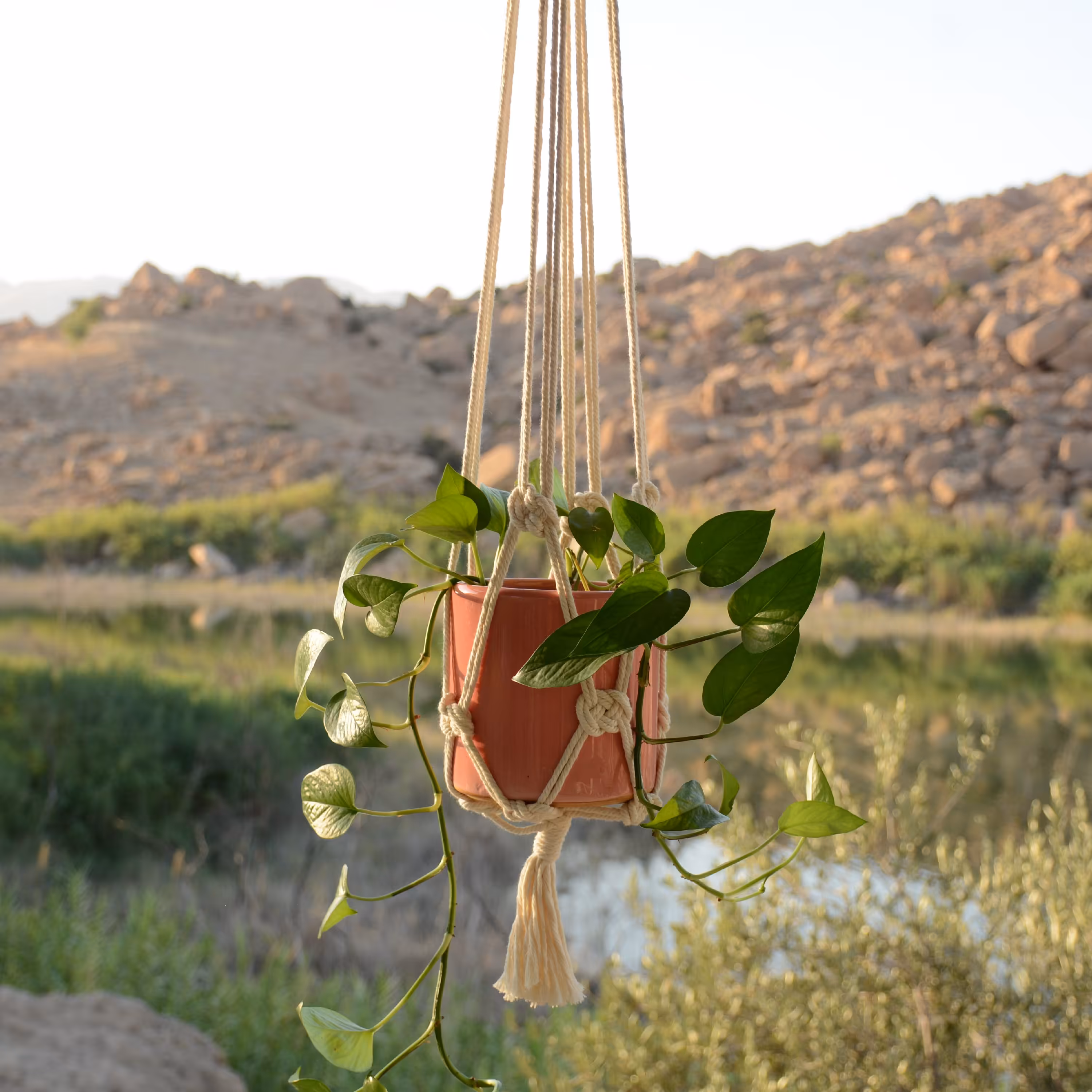 آویز گلدان مکرومه مدل پتوس