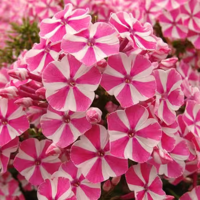 بذر گل فلوکس (20 بذر)
