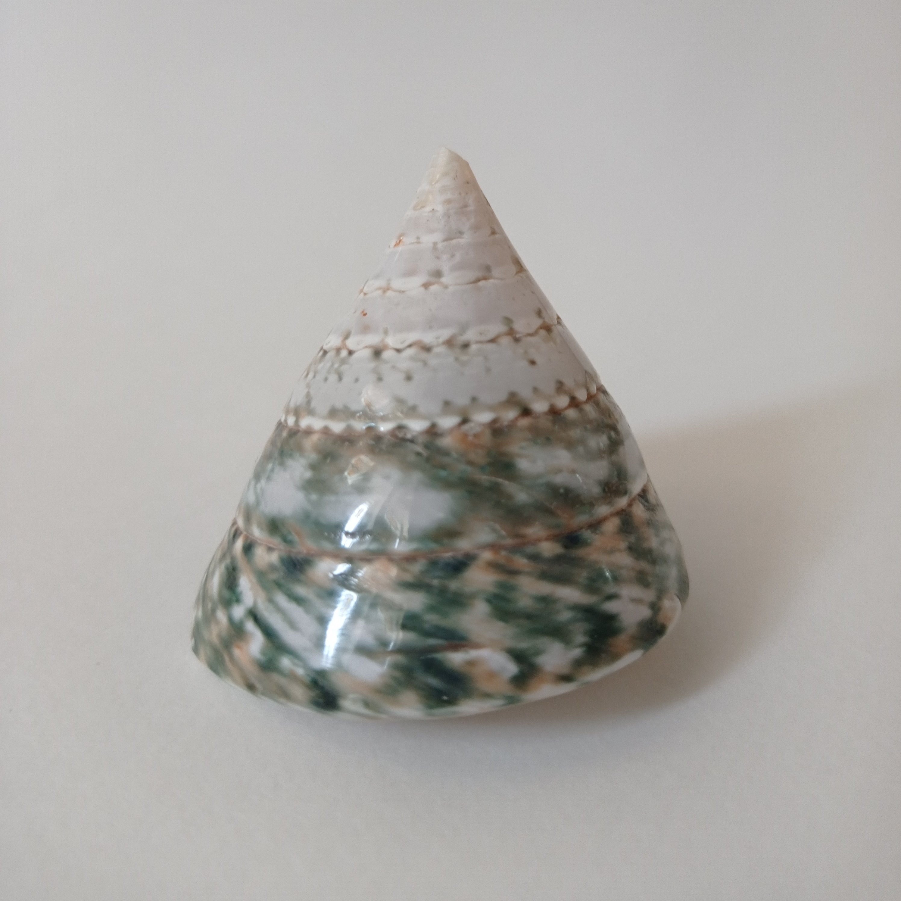 صدف کله قندی یا صدف مخروطی وارداتی رنگ سبز طبیعی