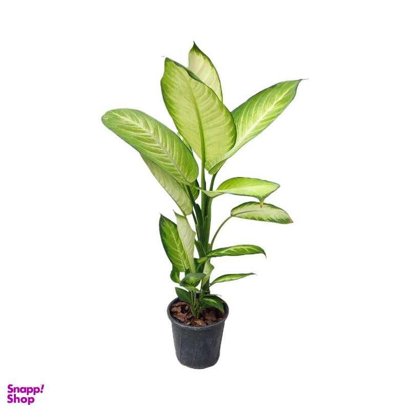 گیاه طبیعی دیفن کاملیا مدل 003