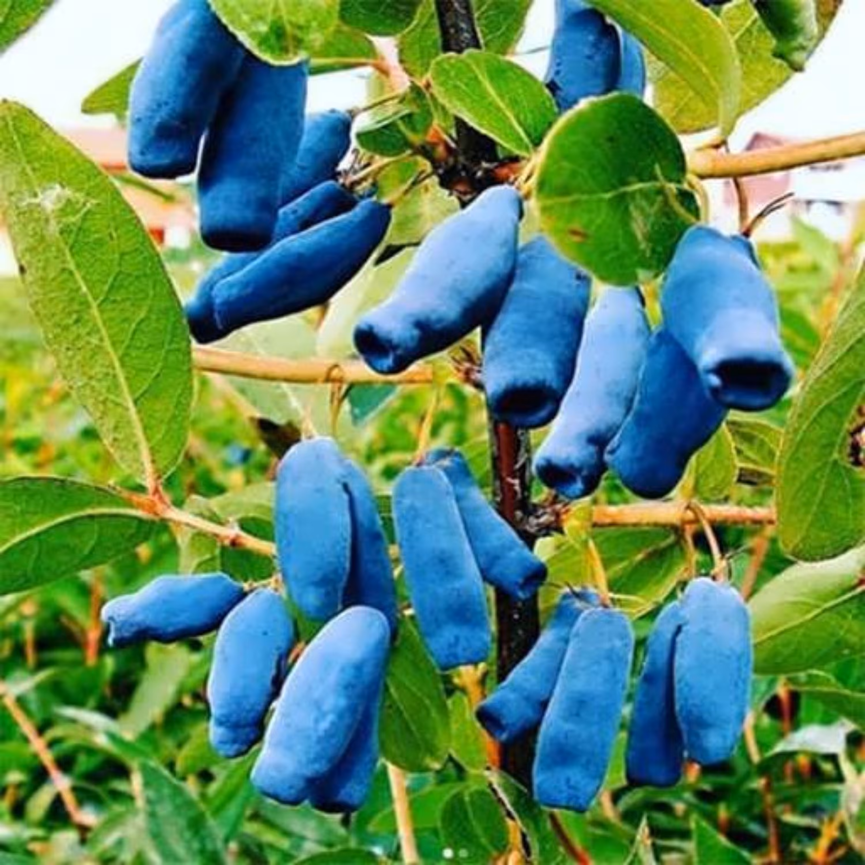 بذر هانی بری 10 عددی 