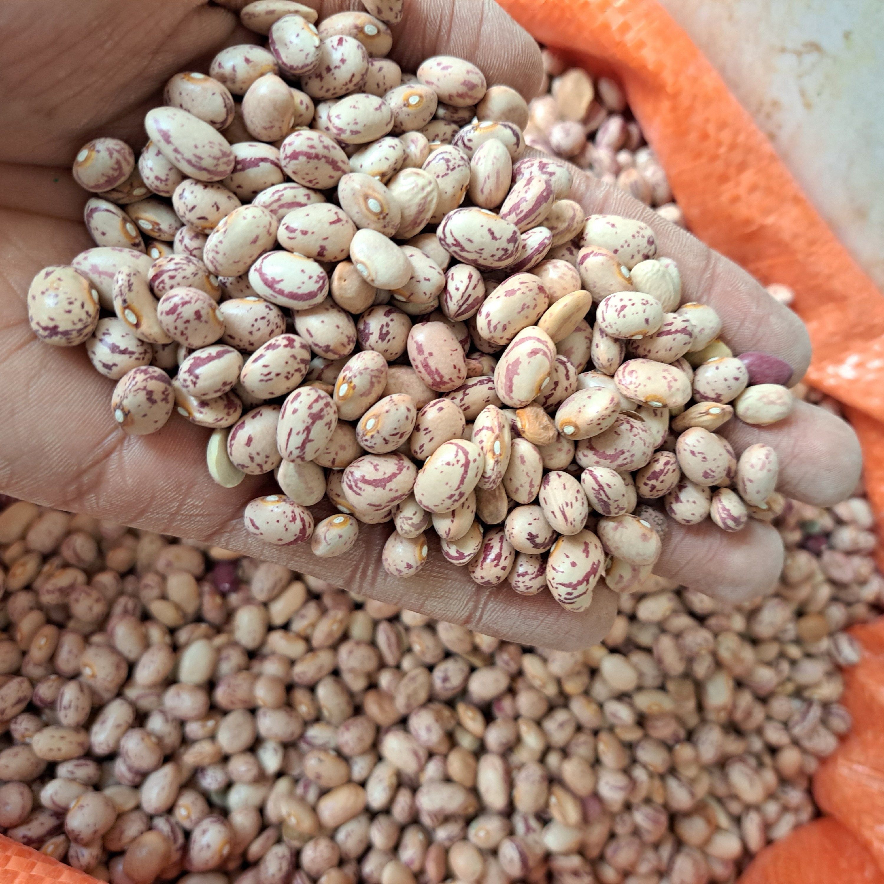 لوبیا چیتی ممتاز (1000گرمی)