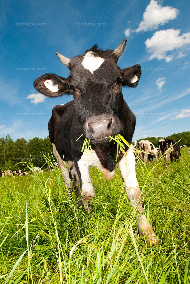 عکس گاو | گرافیک با طعم تربچه